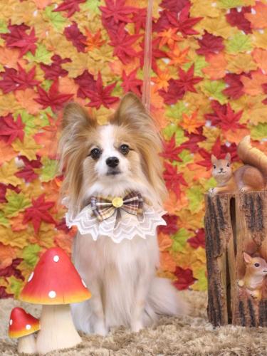 20241102ボタンちゃん